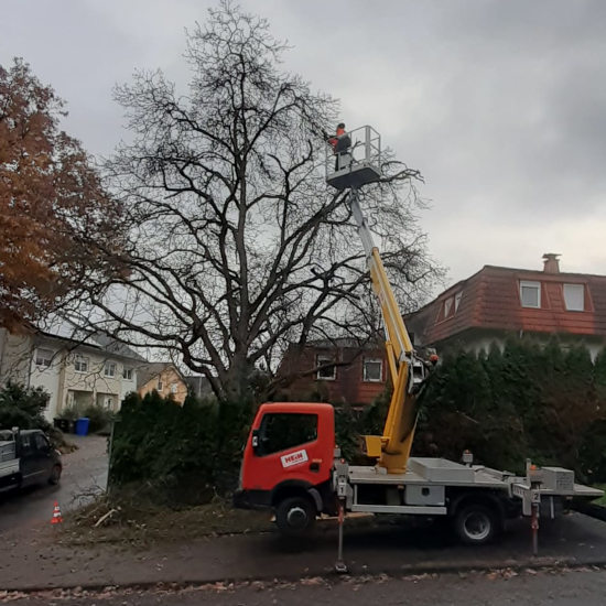 Baumfall Baumfäller hmr Sergei Tudorean Frankfurt 